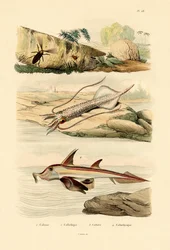 Calamar, 1833-39